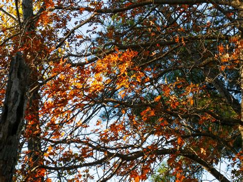 Autumn Colors Enriquergz Flickr
