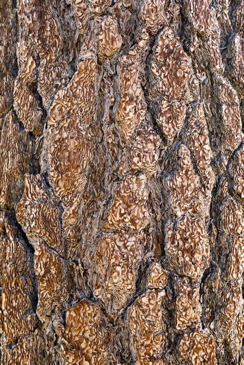 Pine Tree Bark Texture Stock Image Image Of Candid Close 33468971
