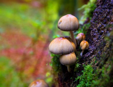 Heres How Magic Mushrooms Became Hallucinogenic Shropshire Star