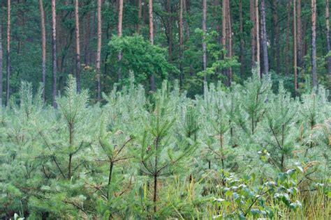 Young Pine Trees Plantation Stock Photo Image Of Conifer Agriculture