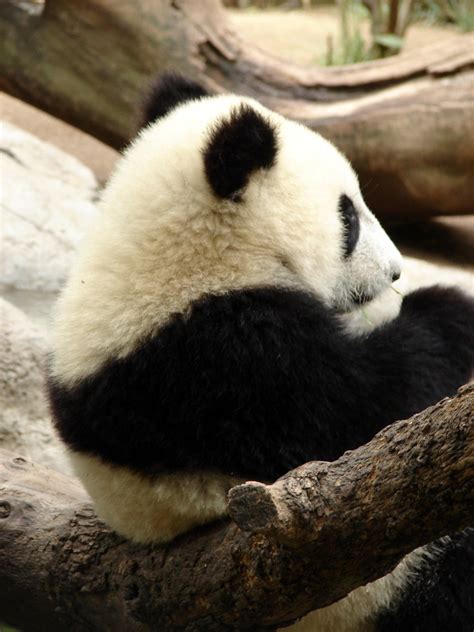 Su Lin Giant Panda Su Lin At San Diego Zoo On 81906 Sayuri Flickr