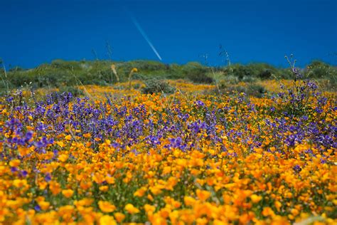 Native poppy plants grow to heights of 12 to 18 inches tall, displaying. California's desert wildflowers burst into bright 'super ...