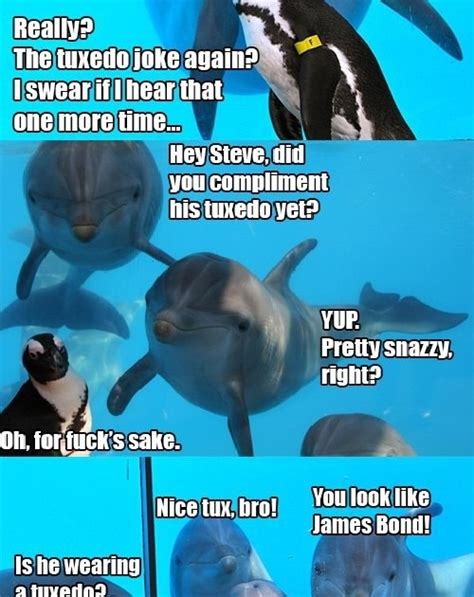 Dolphins Are Bad At Jokes
