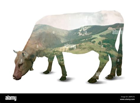 Double Exposure Of Cow And Beautiful Landscape On White Background