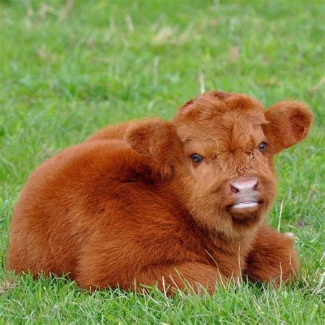 Cute Fuzzy Scottish Highland Calf Fluffy Cows Baby Cows Cute Cows