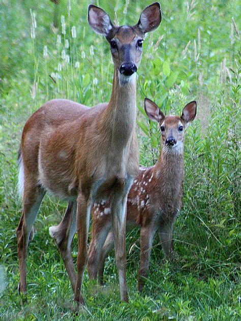 Mother And Child Deer Photography Deer Animals Beautiful