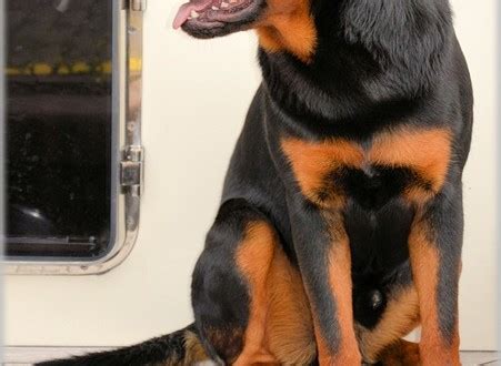 The real downside is that there are not enough produce ingredients. Best Rottweiler Food - Rottweiler Puppies for Sale