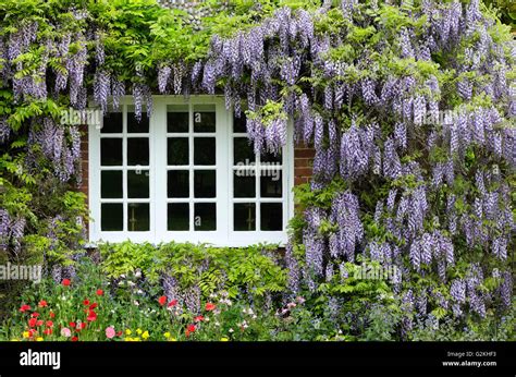 Wisteria Growing On Wall Of Old English Cottage Norfolk England Stock