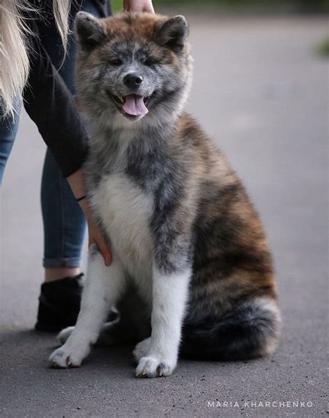 Hochi Stands Out From The Crowd Truly This Akita Inu With His