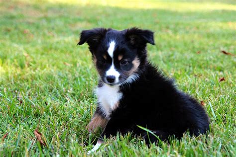 Training For Dogs Alangus Mini Aussies A Dog Blog