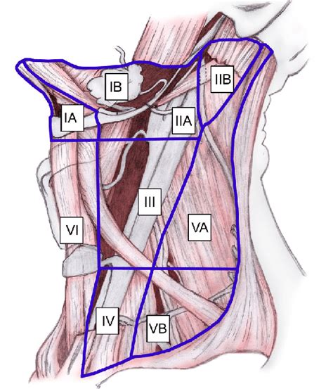 Cervical Lymph Node Levels From Rugiero 2008 Download Scientific