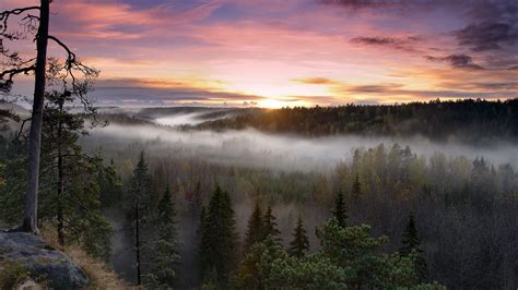 Nature Mist Forest Trees Sunset Wallpapers Hd Desktop And Mobile