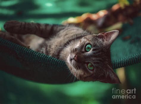 Cat With Turquoise Eyes Photograph By Flo Photography Pixels