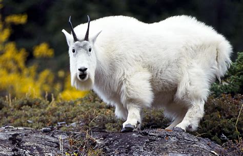 The Mountain Goat Basic Facts And Photos The Wildlife