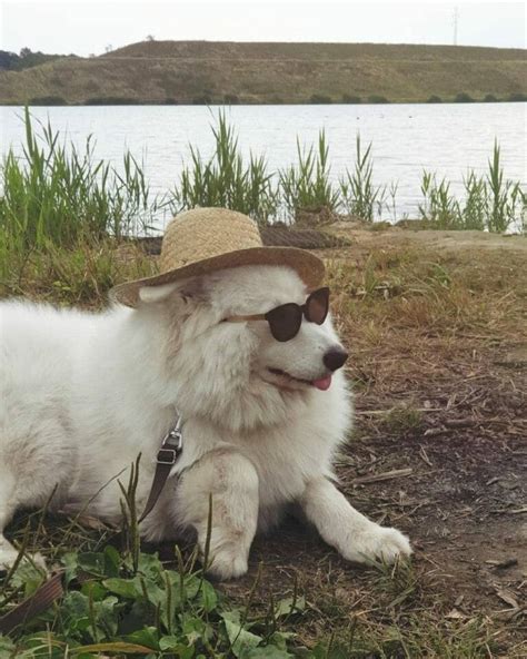15 Funny Pictures Explaining Why We Love Samoyed Dogs So Much Page 3