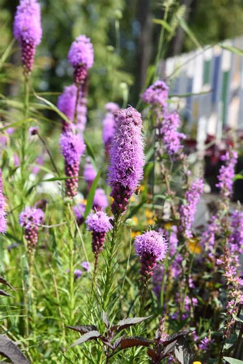 They prefer full sun, but will tolerate partial, light shade. Liatris: How to Plant, Grow and Care?