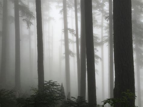 Expose Nature The Foggy Forests Of The Pacific Northwest Never Get Old