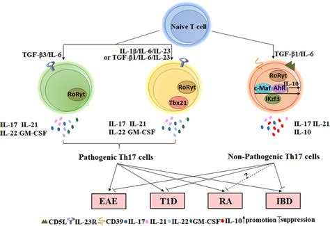 The Role Of Non Pathogenic Th17 And Pathogenic Th17 Cells On