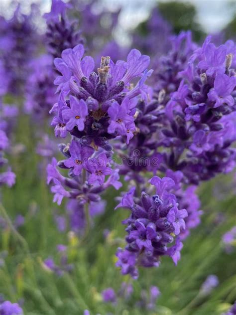 English Lavender Flower Close Up Stock Image Image Of Summer
