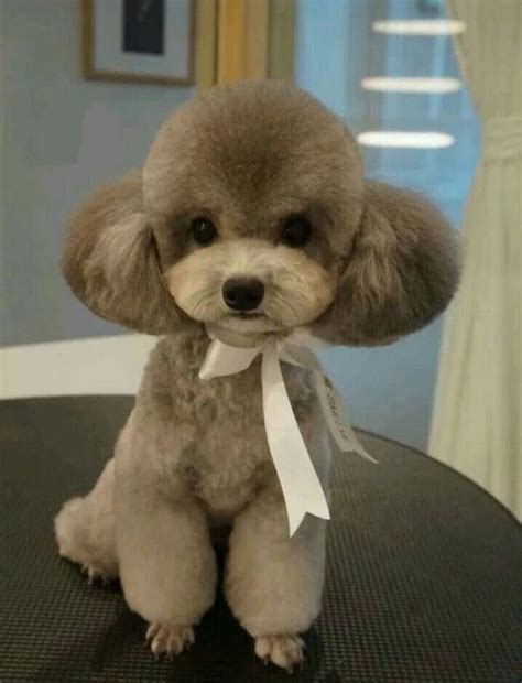 14 Cute Poodle Photos Youve Ever Seen Dog Grooming Styles Toy