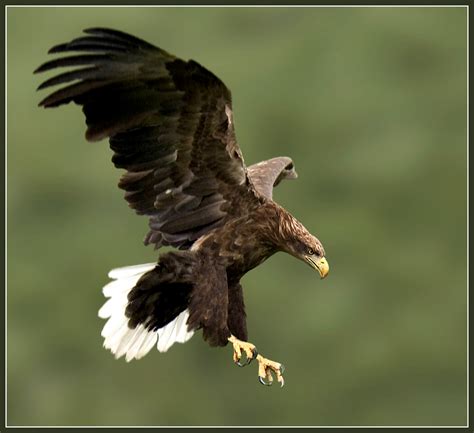 Types Of Eagles What Do Eagles Eat Where Do Eagles Live