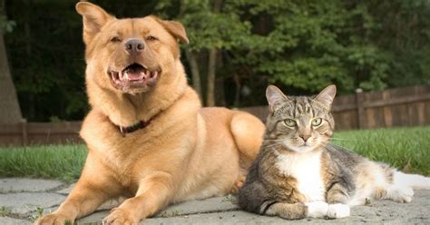 Dog Vs Cat 10 Reasons Why Dogs Are Better Than Cats Puplore