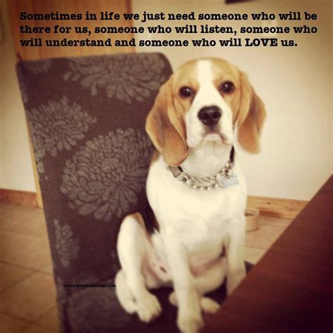 ♥cant Wait To Adopt A Beagle We Know Needing A New Home Funny Animal