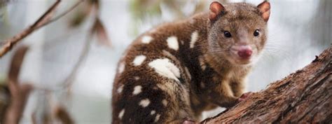 A Spot Tail Quoll Also Known As Tiger Quoll Has Been Recorded For The