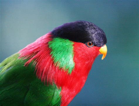 Free Download Tropical Bird Exotictropical Birds Pinterest 1600x1224