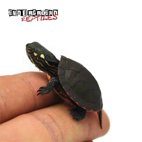 Baby Eastern Painted Turtles For Sale Underground Reptiles