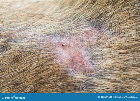 Dog Skin Problems Pictures Common Dog Skin Problems And Their Causes
