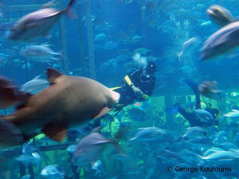 Dubai Fish Aquarium