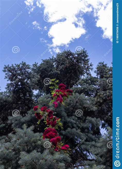 Red Rose Vines Climbing Up The Side Of An Evergreen Tree Stock Photo