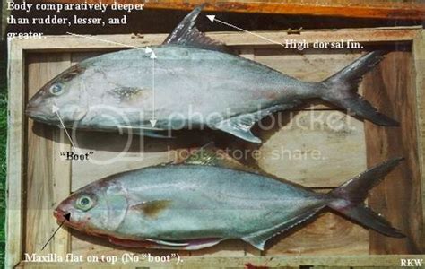 Almoco Or Lesser Or Juvenile Amberjacks 2coolfishing