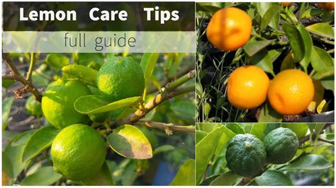 How To Grow Lemon In Containers Get Endless Supply Of Lemons Whole