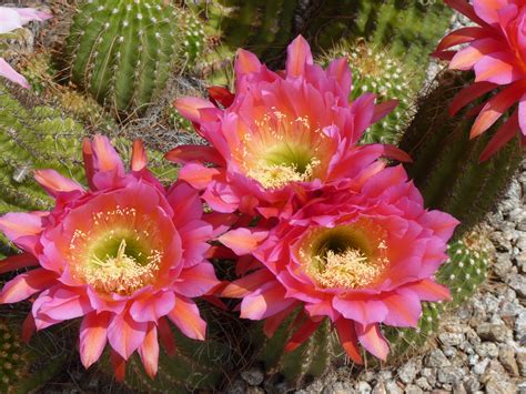Giant Argentine Cactus Blossoms