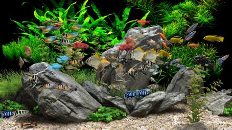 Dream Aquarium 2 Hours 8 Tanks 4k Tropical Fish Thailand