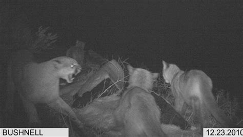 Wenatchee Man Captures Eight Cougars In One Photo The Spokesman Review