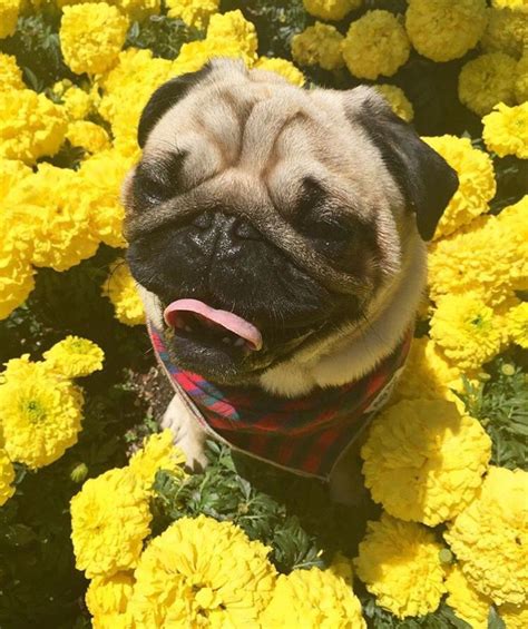 One Happy Pug In A Field Of Yellow Pug Wallpaper Cute Pugs Happy Pug