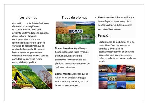 Search Bioma Biomas Bioma Terrestre Ecosistemas Gambaran