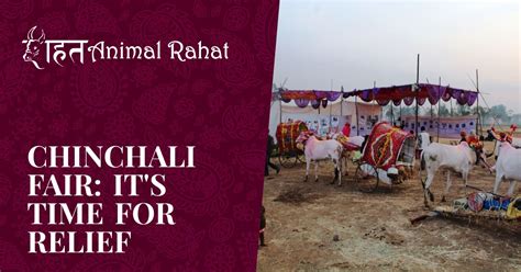 Chinchali Fair Its Time For Relief Animal Rahat