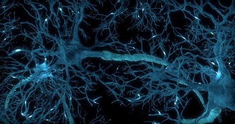 Neuron Network Synapses Animation Neurons Royalty Free Video