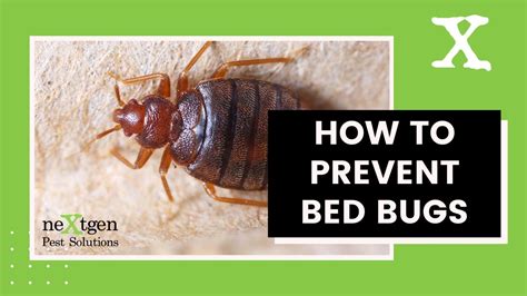 How Do Bed Bugs Travel Taylormyersdesign