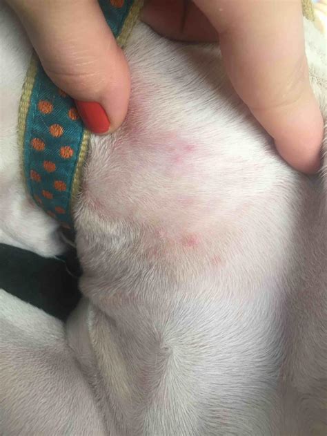 My Pitbull Had A Rash That Spread From His Chest To His Stomach And