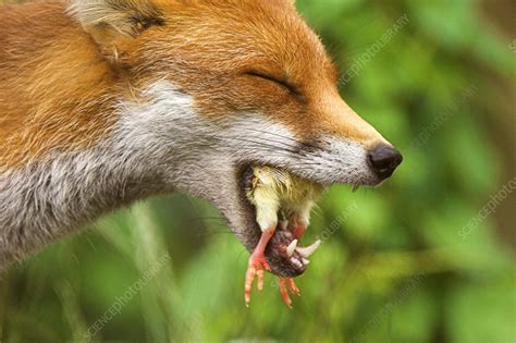 Red Fox Eating A Chick Stock Image Z9320407 Science Photo Library