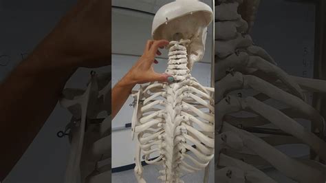 Skeletal System Vertebral Column Youtube