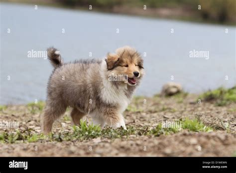 Dog Rough Collie Scottish Collie Puppy Sable White Walking On The