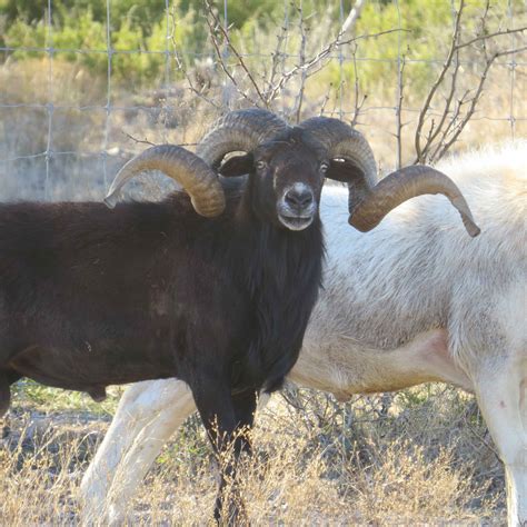 Rams — Texas Divide Ranch