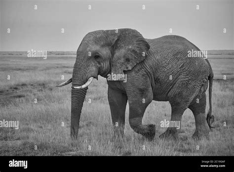 Elephant Group Amboseli Big Five Safari African Bush Elephant