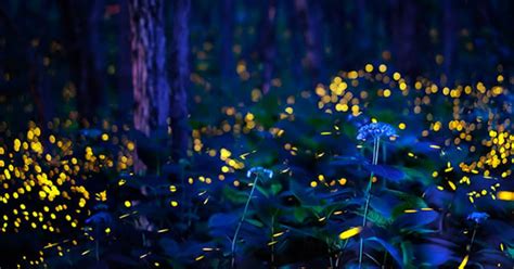 Photographer Captures Fireflies Illuminating Japanese Forest At Night